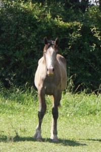 Photo cheval a vendre ODYSSEE DES BRUNS