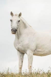 Photo cheval a vendre ASARA DU PASSAGE