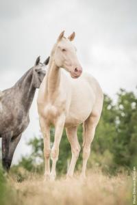 Photo cheval a vendre NIKITA DU PASSAGE