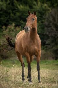 Photo cheval a vendre LUNA DU PASSAGE