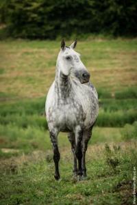 Photo cheval a vendre BELEZA DU PASSAGE