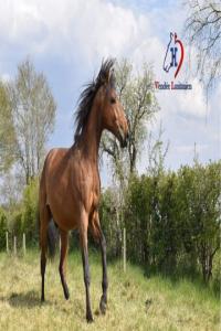 Photo cheval a vendre PRISTOSO CHC