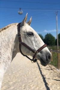 Photo cheval a vendre AVELA IS(PT)