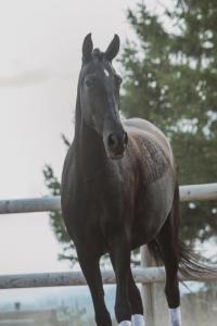 Photo cheval a vendre ESTRELA ONZENAS(PT)
