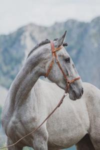 Photo cheval a vendre ODESSA DU MEZENC