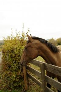 Photo cheval a vendre PERLINA DE CENVES