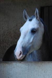 Photo cheval a vendre NAOS DU FESQUET