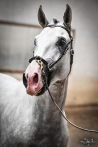 Photo cheval a vendre PACO DU FESQUET