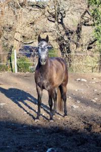 Photo cheval a vendre I OSTIL DU FESQUET