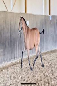 Photo cheval a vendre RAPAZINHA DE LA COMBE