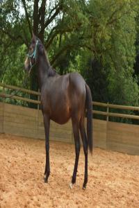 Photo cheval a vendre RIO DU PARC
