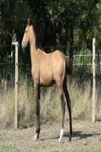 Photo cheval a vendre SCORCESE DU PARC