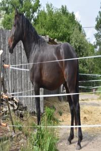 Photo cheval a vendre ORFEU NEGRO DU PARC