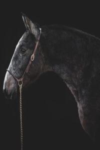 Photo cheval a vendre SOCRATE DES IMPERIAUX