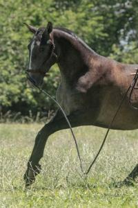 Photo cheval a vendre SOCRATE DES IMPERIAUX