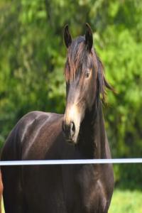 Photo cheval a vendre RIO DU PARC