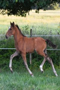 Photo cheval a vendre TRAVIATA DU PARC