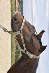 Photo cheval a vendre RAXA CHC