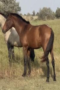 Photo cheval a vendre ROMAO MENEZES