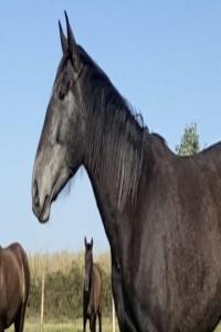 Photo cheval a vendre OCARINA MENEZES