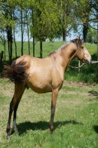 Photo cheval a vendre QUANDO LA TERRASSERIE