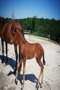 Photo cheval a vendre SALSA DE TERRASSERIE