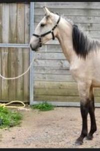 Photo cheval a vendre SOLEDAD DE CENVES