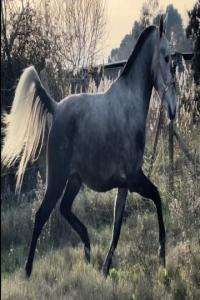 Photo cheval a vendre QUê LINDA MENEZES