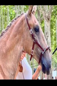 Photo cheval a vendre TROVAO MENEZES