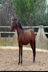 Photo cheval a vendre ROMAO MENEZES