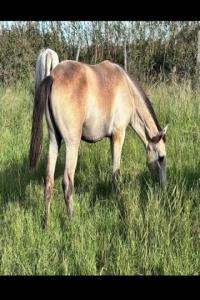 Photo cheval a vendre UFANO MENEZES