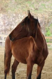 Photo cheval a vendre TIA DE CENVES