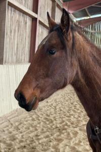 Photo cheval a vendre TANAIS DE CENVES