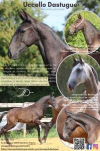 Photo cheval a vendre UCCELLO DASTUGUE