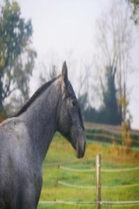 Photo cheval a vendre ULYSSE DE LIANDRA