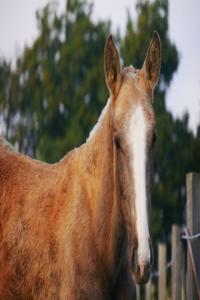 Photo cheval a vendre URIA DE LIANDRA