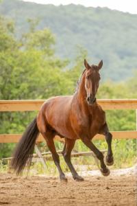 Photo cheval a monter VAQUEIRO