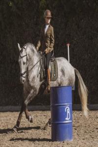 Photo cheval a vendre PARFUM DES IMPéRIAUX