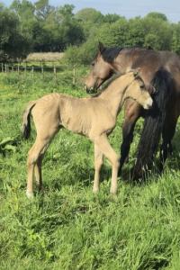 Photo cheval a vendre VELINO MLH