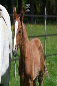Photo cheval a vendre VENCEDOR DAMARIA