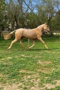 Photo cheval a vendre SOLEIA