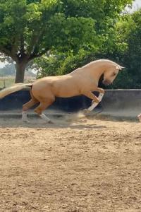 Photo cheval a vendre SAPHIR