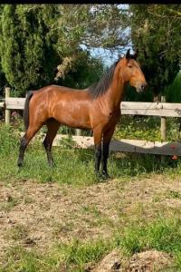 Photo cheval a vendre SONADOR
