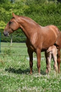 Photo cheval a vendre PASSIONATA DU MEZENC