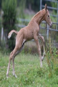 Photo cheval a vendre VéSUVE DES CROCS