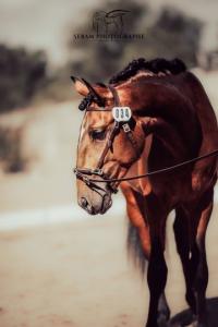 Photo cheval a vendre ROMéO DU FESQUET