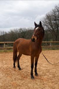 Photo cheval a vendre ROMY DU FESQUET