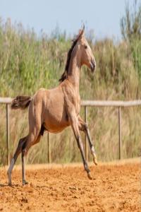Photo cheval a vendre UNICO DU PASSAGE