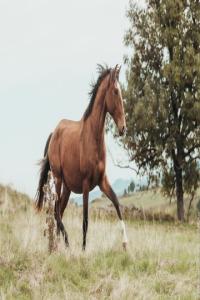 Photo cheval a vendre TRILHO D'ALAMBRE