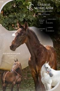 Photo cheval a vendre UNESCO MONPLAISIR